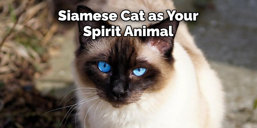 Siamese Cat as Your Spirit Animal