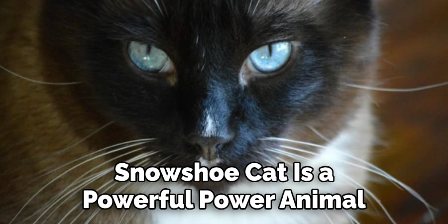 Snowshoe Cat Is a Powerful Power Animal
