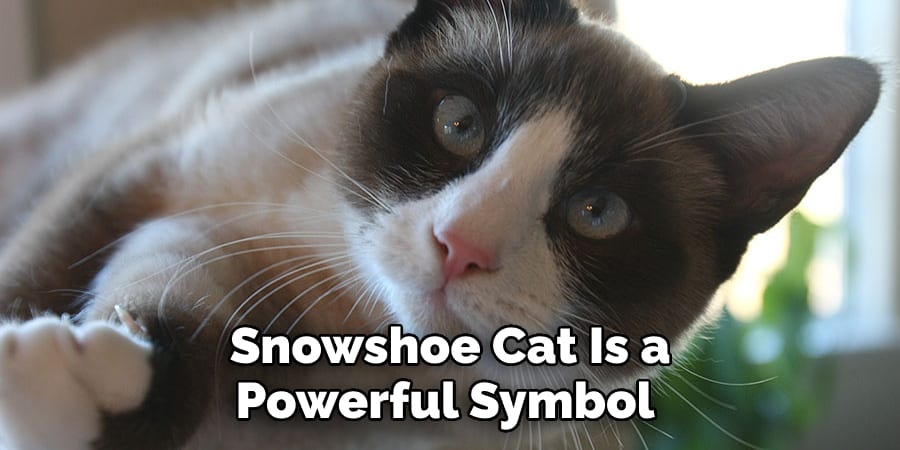 Snowshoe Cat Is a Powerful Symbol 
