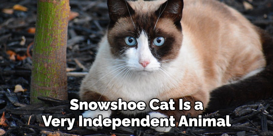 Snowshoe Cat Is a Very Independent Animal