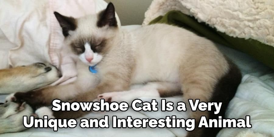 Snowshoe Cat Is a Very Unique and Interesting Animal