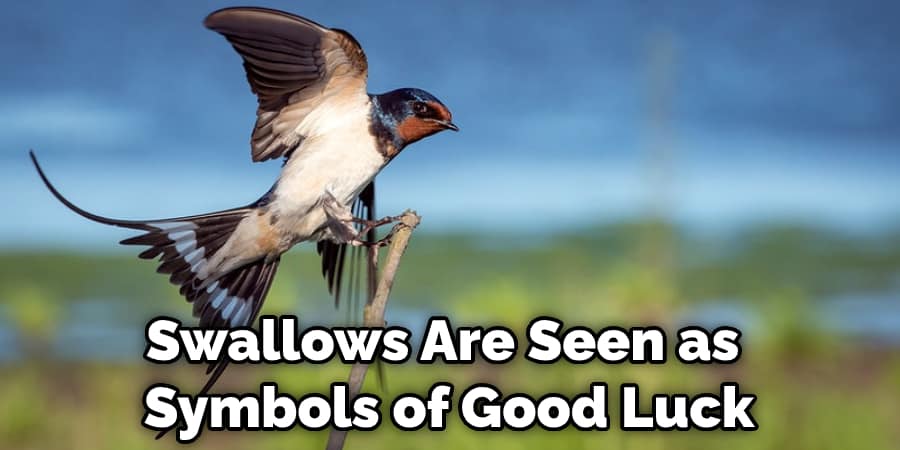 Swallows Are Seen as  Symbols of Good Luck