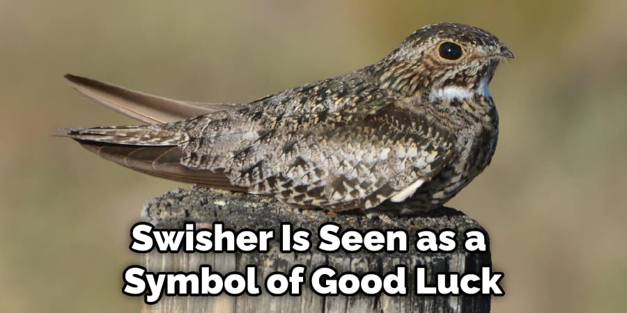 Swisher Is Seen as a  Symbol of Good Luck