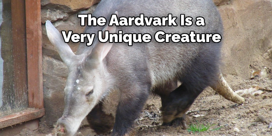 The Aardvark Is a Very Unique Creature