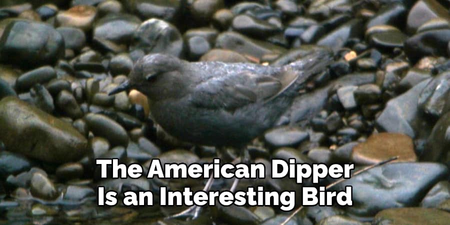 The American Dipper Is an Interesting Bird