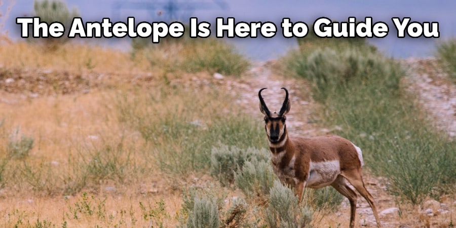 the antelope is here to guide you