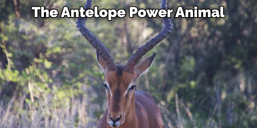 The antelope power animal