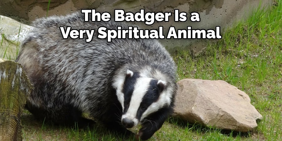 The Badger Is a Very Spiritual Animal