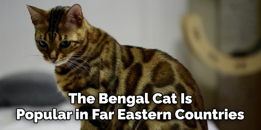 The Bengal Cat Is Popular in Far Eastern Countries