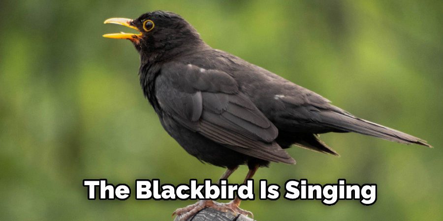 The Blackbird Is Singing