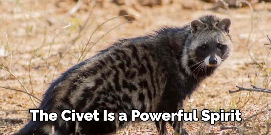 The Civet Is a Powerful Spirit