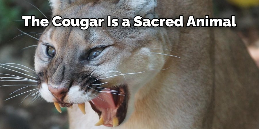 The Cougar Is a Sacred Animal
