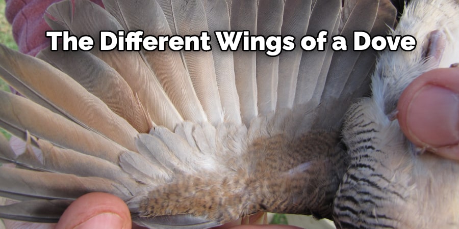 The Different Wings of a Dove