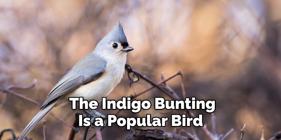 The Indigo Bunting Is Also a Popular Bird 