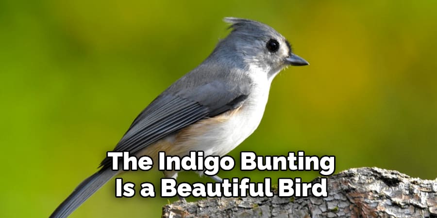 The Indigo Bunting Is a Beautiful Bird