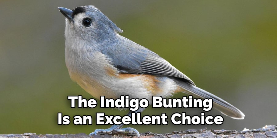 The Indigo Bunting Is an Excellent Choice