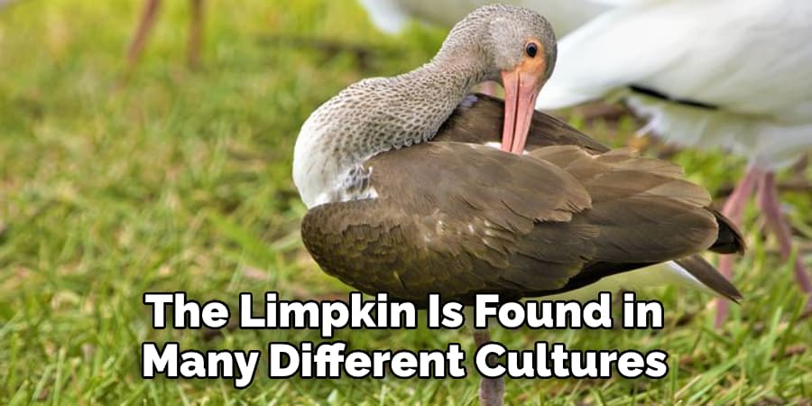 The Limpkin Is Found in Many Different Cultures