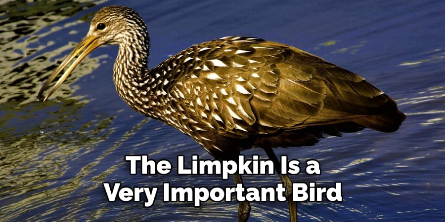 The Limpkin Is a Very Important Bird
