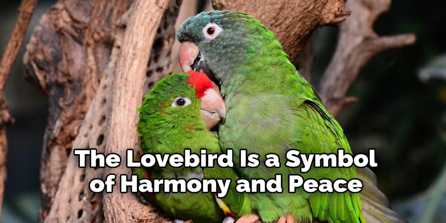 The Lovebird Is a Symbol  of Harmony and Peace