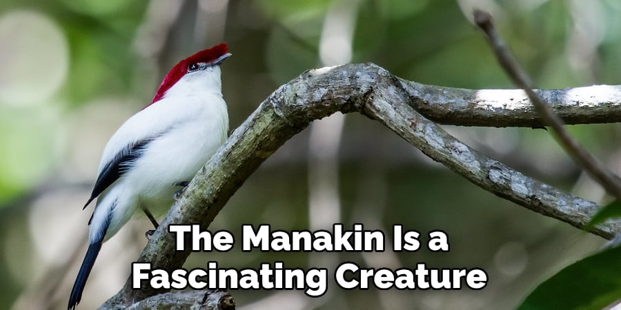 The Manakin Is a Fascinating Creature