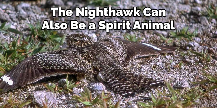 The Nighthawk Can Also Be a Spirit Animal