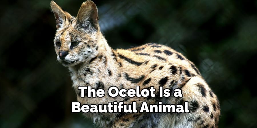 The Ocelot Is a Beautiful Animal