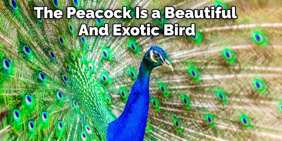The Peacock Is a Beautiful And Exotic Bird