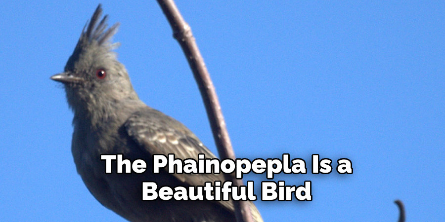 The Phainopepla Is a Beautiful Bird