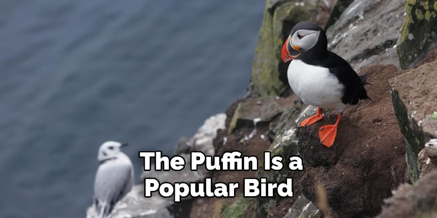 The Puffin Is a Popular Bird 