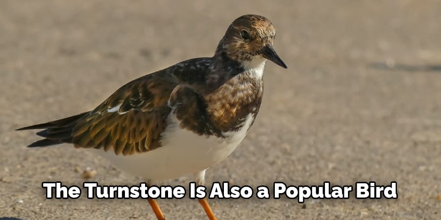 The turnstone is also a popular 