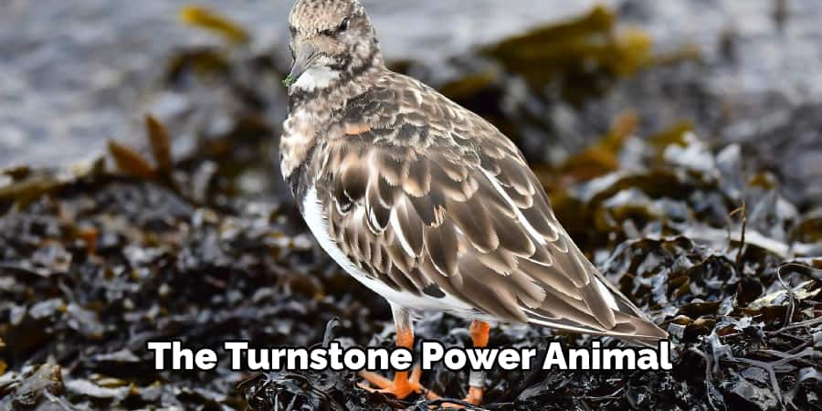 The turnstone power animal 