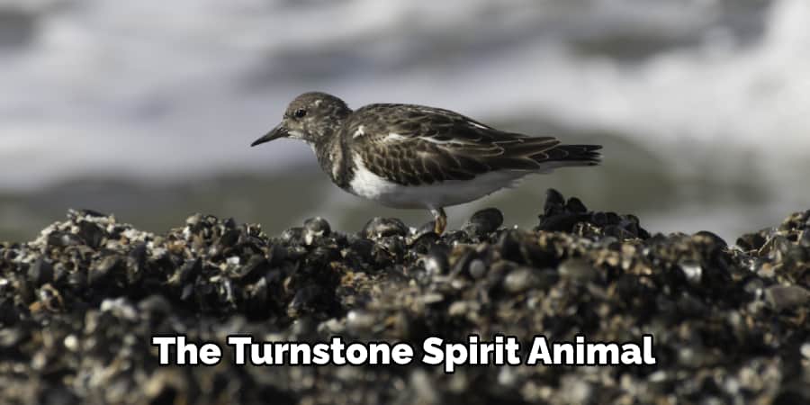 The turnstone spirit animal