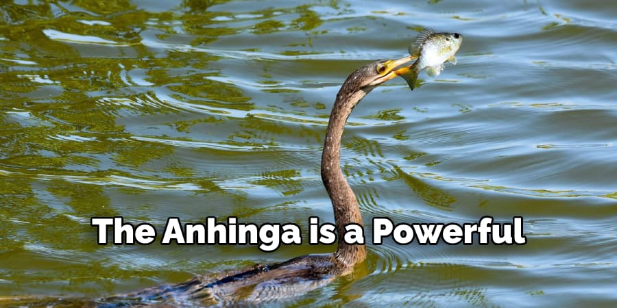 The anhinga is a powerful
