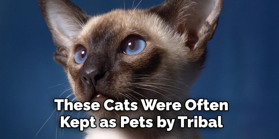 These Cats Were Often Kept as Pets by Tribal