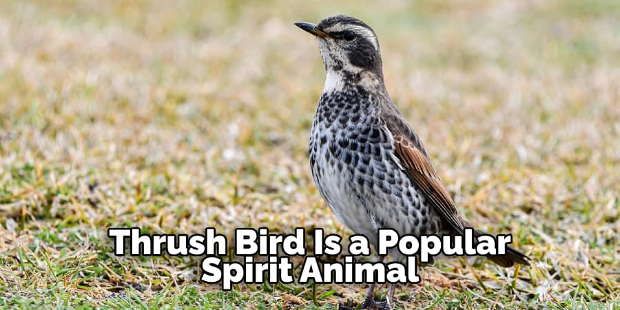 Thrush Bird Is a Popular Spirit Animal