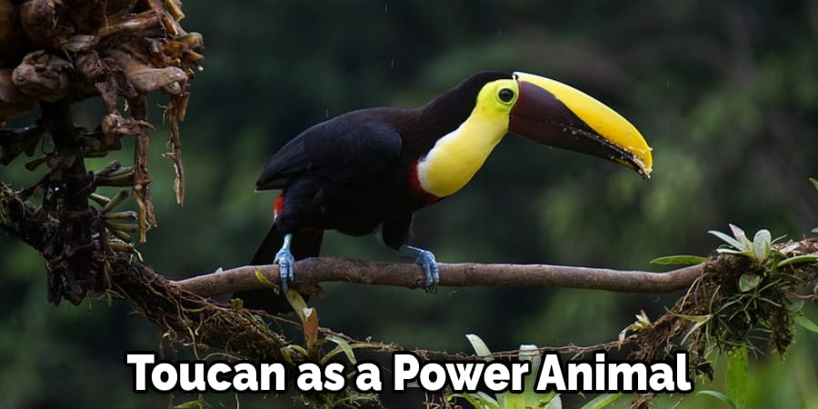 Toucan as a Power Animal