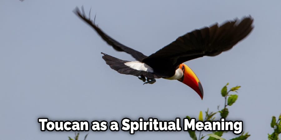  Toucan as a Spiritual Meaning