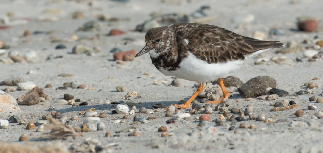Turnstone Meaning