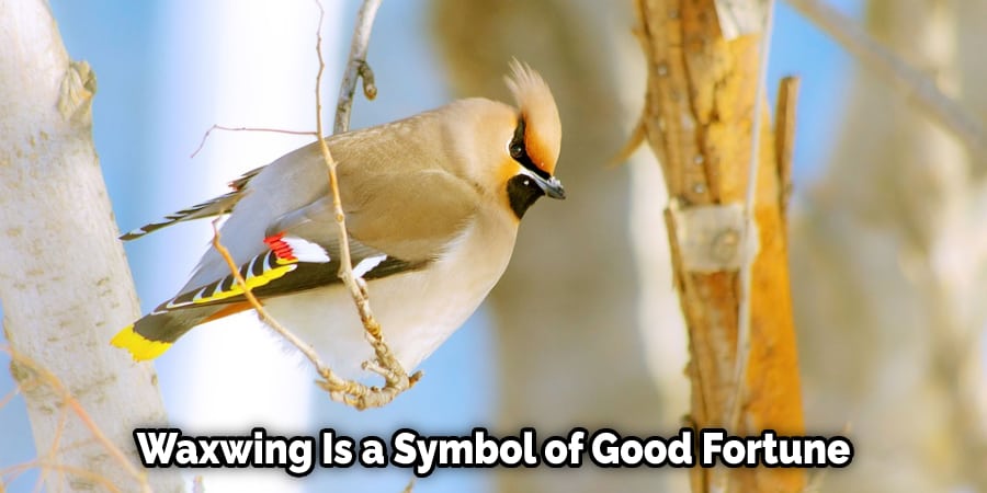Waxwing Is a Symbol of Good Fortune