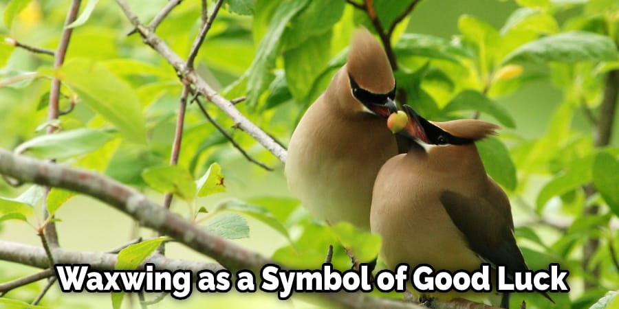  Waxwing as a Symbol of Good Luck
