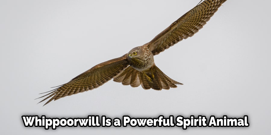 Whippoorwill Is a Powerful Spirit Animal