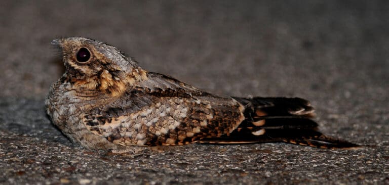 Whippoorwill Spiritual Meaning, Symbolism, and Totem | (2023)