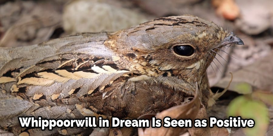 Whippoorwill in Dream Is Seen as Positive