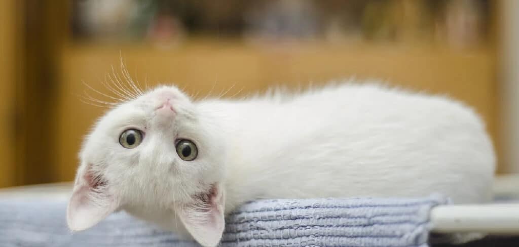 White Cat Dream Meaning