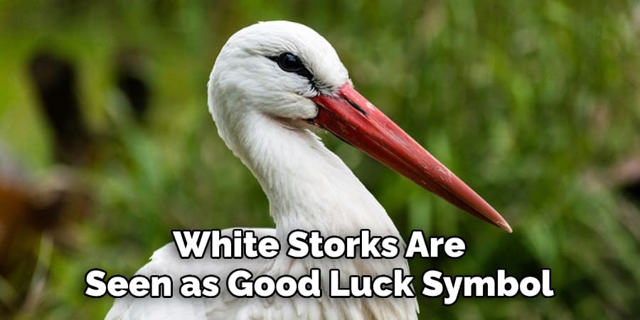 White Storks Are Seen as Good Luck Symbol