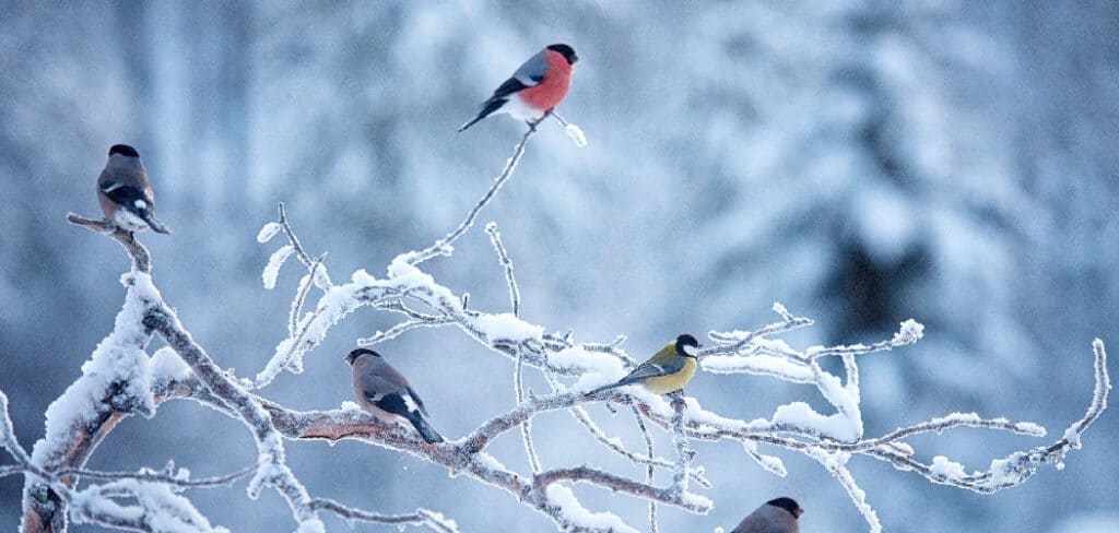 Winter Bird Meaning