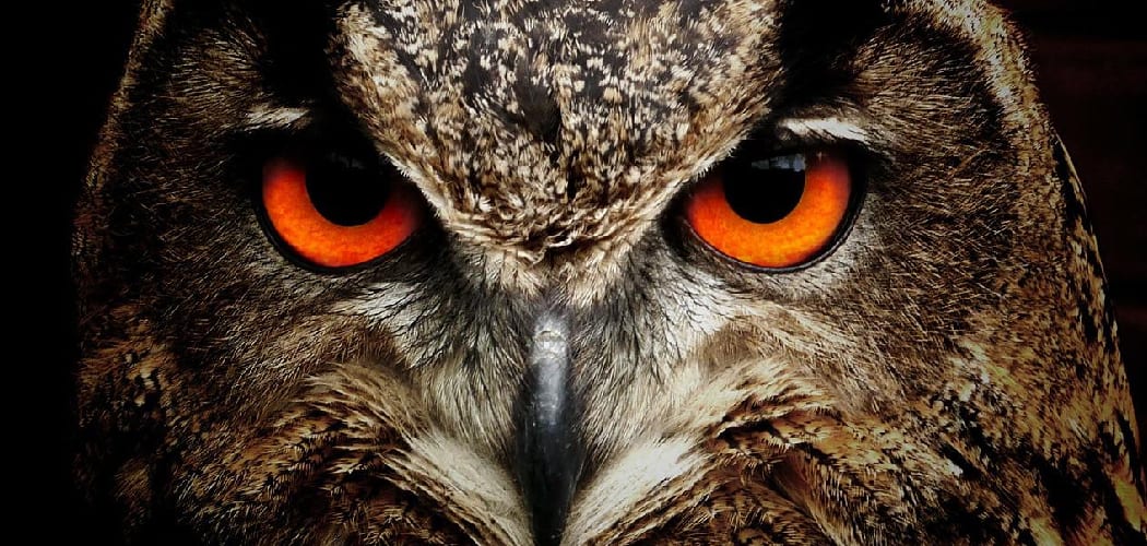 Wise Owl Meaning