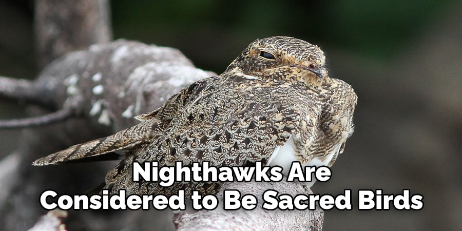 nighthawks are considered to be sacred birds