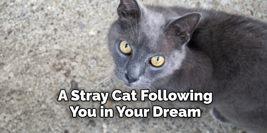 A Stray Cat Following  You in Your Dream