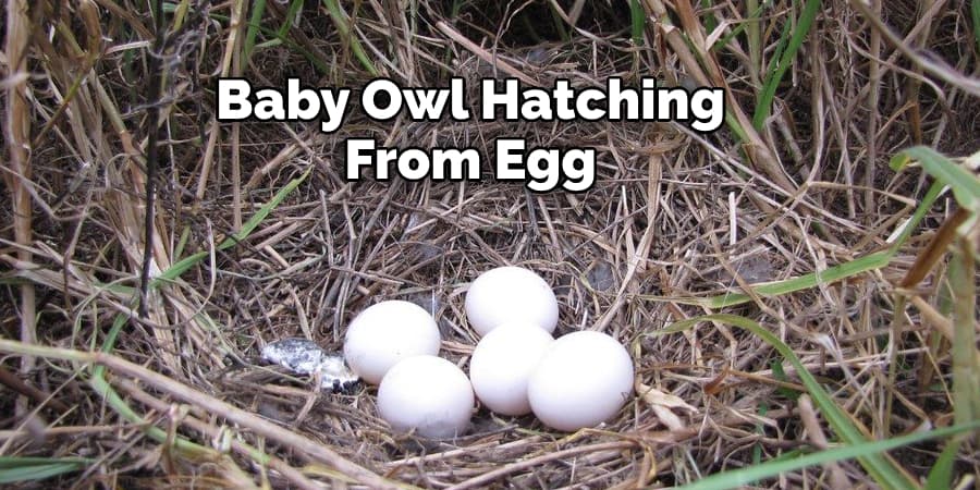 Baby Owl Hatching From an Egg